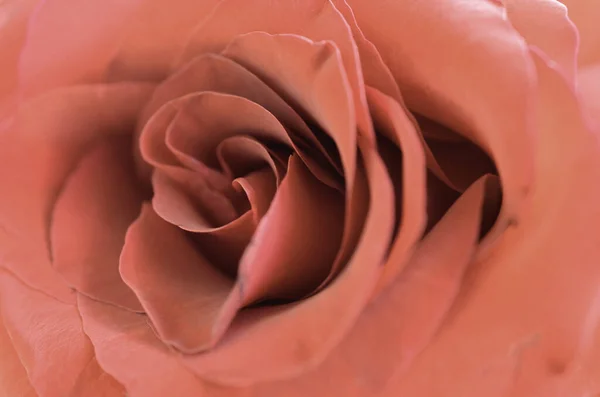 Красная Роза Закрывается Множеством Лепестков Фотография Неглубокой Глубиной Полей — стоковое фото