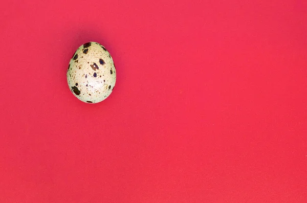 薄い赤の表面に1つのウズラの卵 トップビュー テキストのための空の場所 ミニマリズム — ストック写真