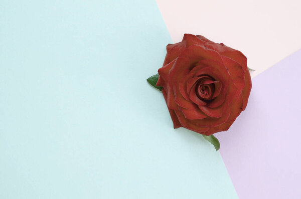 Dark red rose flower on pastel blue pink and lilac background top view. Flat lay style minimalism