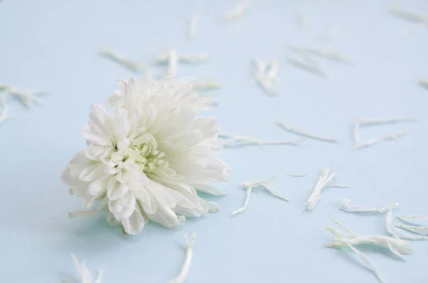 White Chrysanthemum flower head and many petals on pastel light blue color with blurred background