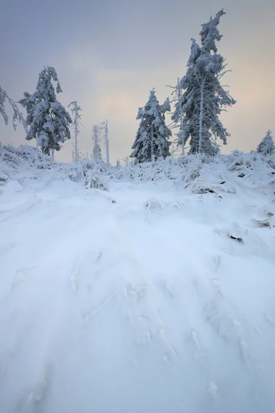 Neve coberto de árvores — Fotografia de Stock