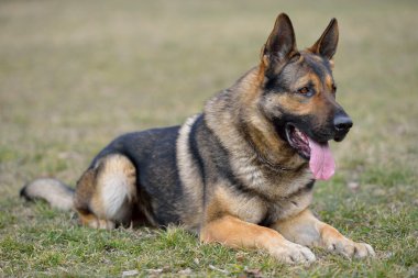 antrenman ör köpek yalan