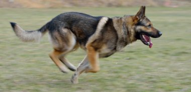 antrenman ör köpek yalan