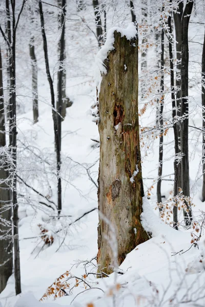 Χειμώνα στο παλαιά δάσος — Φωτογραφία Αρχείου