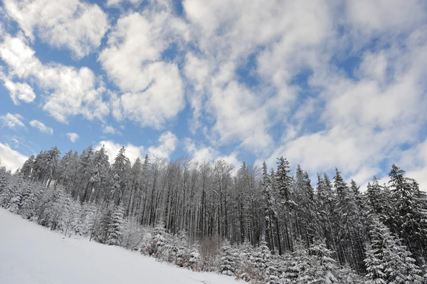 Florestas nevadas nas colinas — Fotografia de Stock