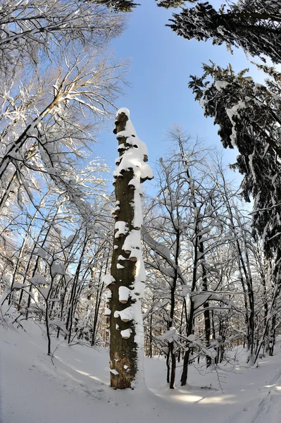 Árvores cobertas de neve abaixo de Mionsi — Fotografia de Stock