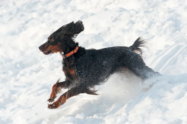 Τρέχοντας σκυλί στο χιόνι Εικόνα Αρχείου