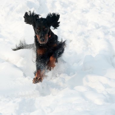 kar üstünde köpek