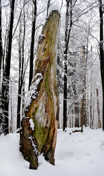 Inverno na floresta velha — Fotografia de Stock