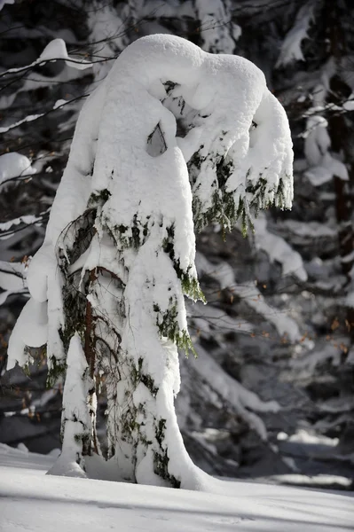 Waldgeister im Winter — Stockfoto