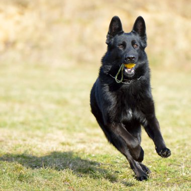 siyah çalışan köpek