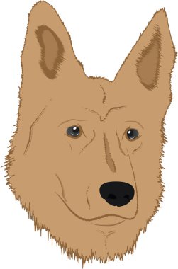 Alman çoban köpeği çizimi