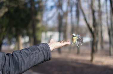 Baştankara fındık ile palm besleyen.