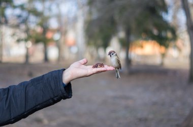 Serçe fındık ile palm besleyen.