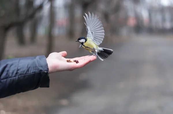Feeding the titmouse with hazelnuts from palm. — Stock Photo, Image