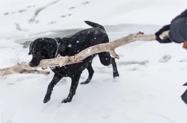 Karlı setin oynayan siyah köpek — Stok fotoğraf