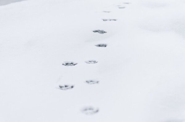 The dog's footprints on the snow