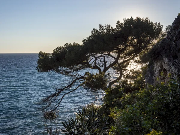 Árbol en el paseo marítimo Le Corbuisier — Foto de Stock