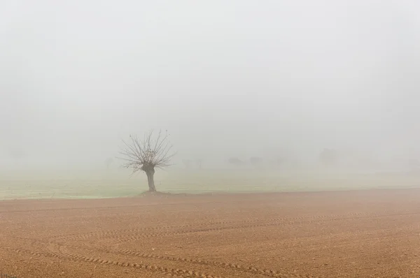 Solitérní strom v mlze podzimu — Stock fotografie