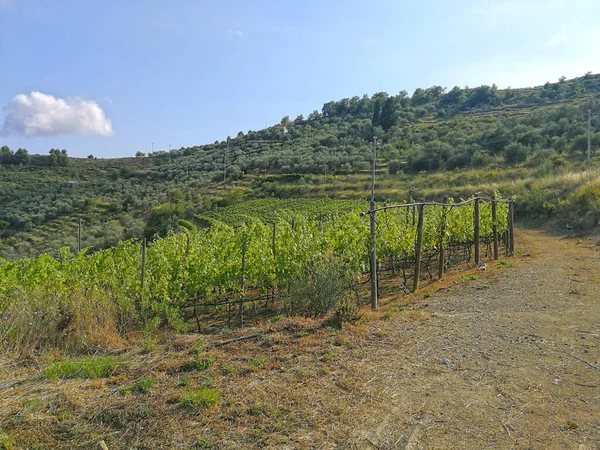 Vinodlingar Rosenvindruvor Ligurien Italien — Stockfoto