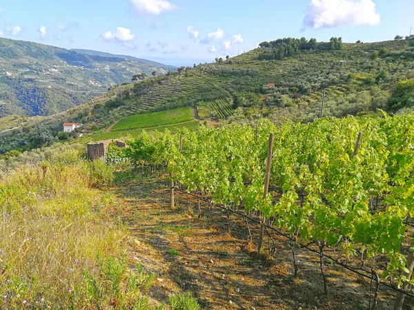 Winnice Rossese Winogron Ligurii Włochy — Zdjęcie stockowe