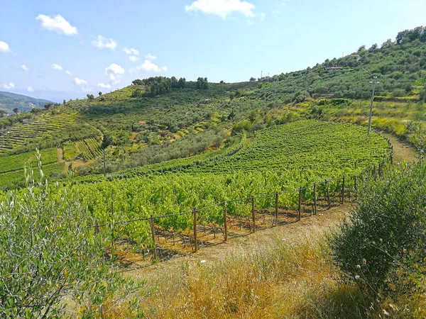 Winnice Rossese Winogron Ligurii Włochy — Zdjęcie stockowe