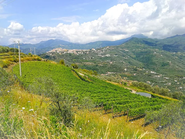 Viñedos Uvas Rosadas Liguria Italia Imagen De Stock