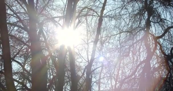 Lumière Soleil Filtrant Travers Les Branches Dans Petit Bois Hiver — Video