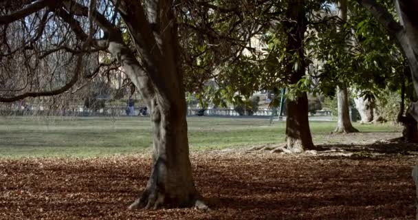 Underwood Timpul Iernii Într Mic Parc Din Centrul Orașului Milano — Videoclip de stoc