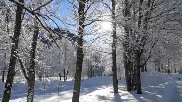 Met Sneeuw Bedekte Bomen Een Zonnige Ochtend Een Zware Nacht — Stockvideo