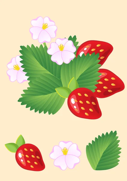 Fresas rojas jugosas maduras aisladas con hojas y flores. Vector — Archivo Imágenes Vectoriales