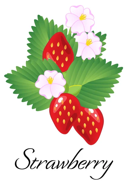 Fresas rojas jugosas maduras aisladas con hojas y flores. Vector — Archivo Imágenes Vectoriales