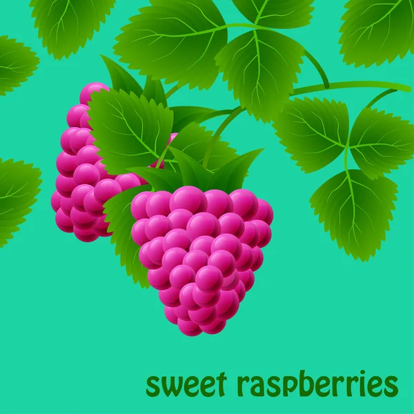 Frambuesas rojas, jugosas y dulces en una rama para tu diseño. Vector — Archivo Imágenes Vectoriales
