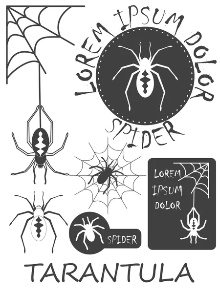 Conjunto de rótulos de aranha vintage, crachás e elementos de design. Vetor —  Vetores de Stock