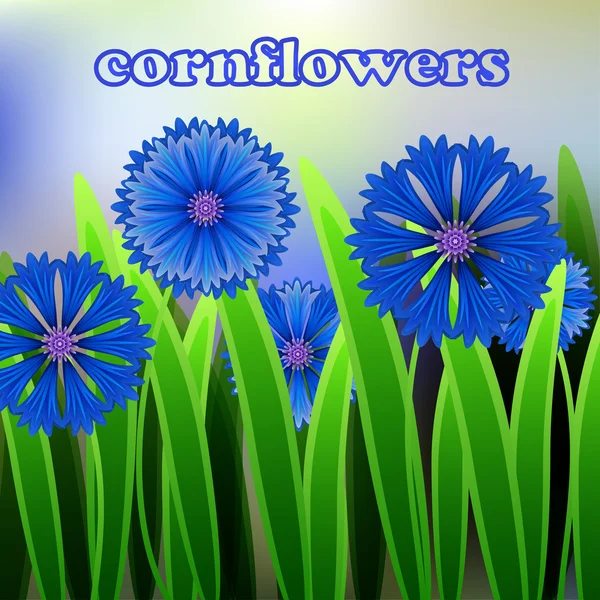 Fondo floral con espacio para texto, tarjeta o plantilla de invitación aciano azul. Vector — Vector de stock