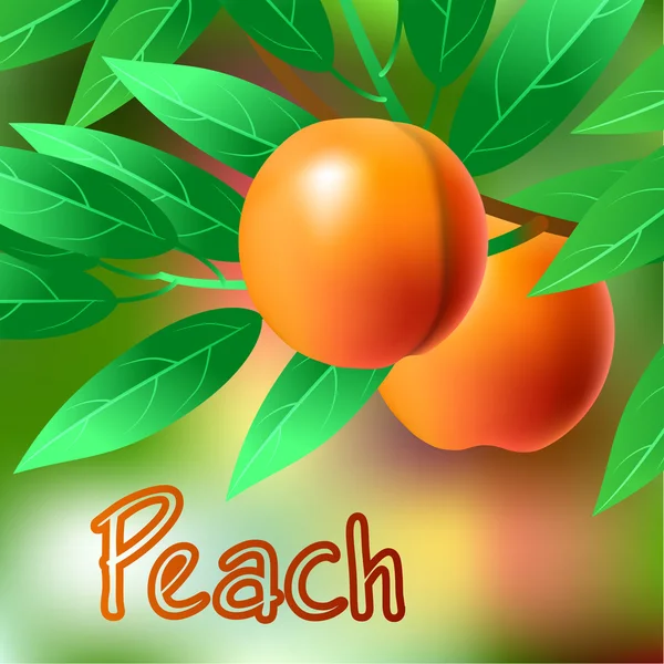 Naranja, jugoso, melocotón dulce en una rama para su diseño. Vector — Archivo Imágenes Vectoriales