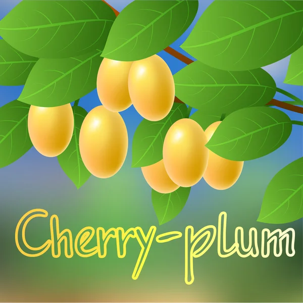Ciruela amarilla, jugosa, madura y dulce de cerezo colgada de una rama de árbol. Vector — Archivo Imágenes Vectoriales
