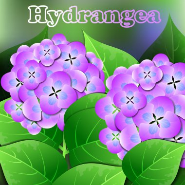 Güzel bahar çiçekleri Ortanca. Kartlar veya metin için alan ile tasarım. Vektör