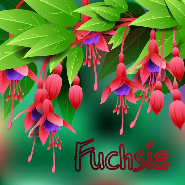 Gyönyörű tavaszi virágok Fuchsia. Kártyák, vagy a tervezési hely a szöveg. Vektor — Stock Vector