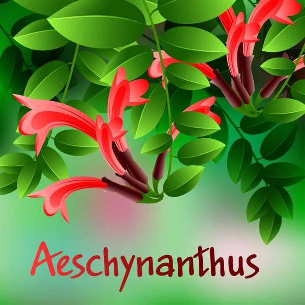 Прекрасные весенние цветы Aeschynanthus. Cards or your design with space for text. Вектор — стоковый вектор