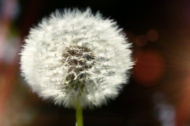 Karahindiba sporlar uzaklıktadır üfleme yakın çekim