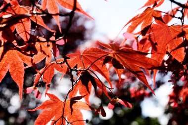 kırmızı akçaağaç sonbahar yaprakları