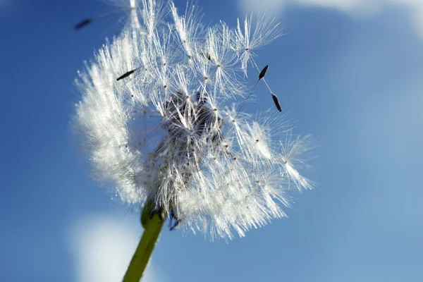 Close up of dandelion spores blowing away — Stock Photo, Image
