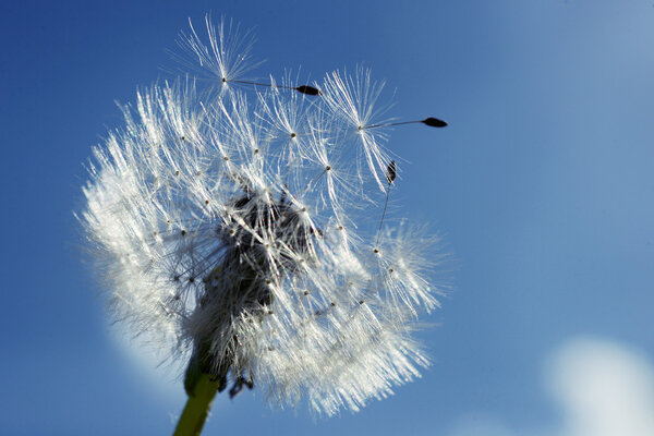 Close up of dandelion spores blowing away