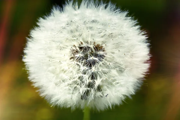 Close up of dandelion spores blowing away — Stock Photo, Image