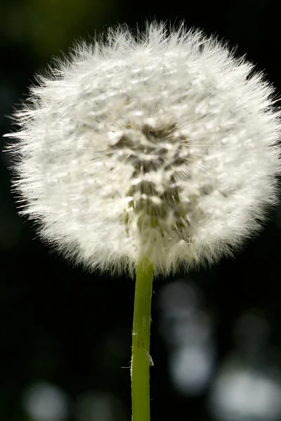 Gros plan sur les spores de pissenlit qui s'envolent — Photo