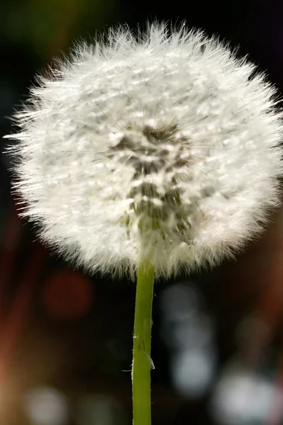 Close up of dandelion spores blowing away — Stock Photo, Image