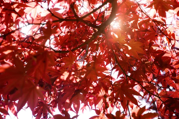 Hojas de arce rojo en otoño — Foto de Stock
