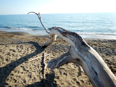 Sahilde eski ağaç dalları