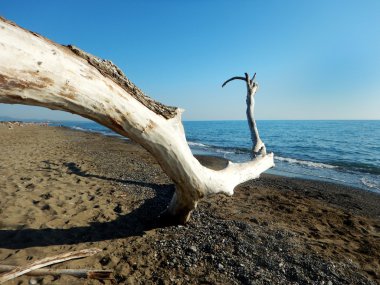 Sahilde eski ağaç dalları